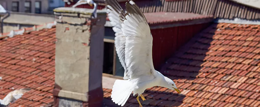 Residential Chimney Animal Removal Solution in Wisconsin Rapids, WI