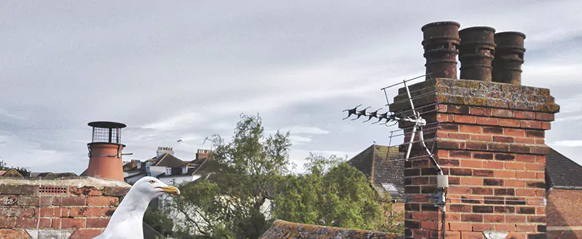 Chimney Cleaning And Restoration in Wisconsin Rapids, Wisconsin